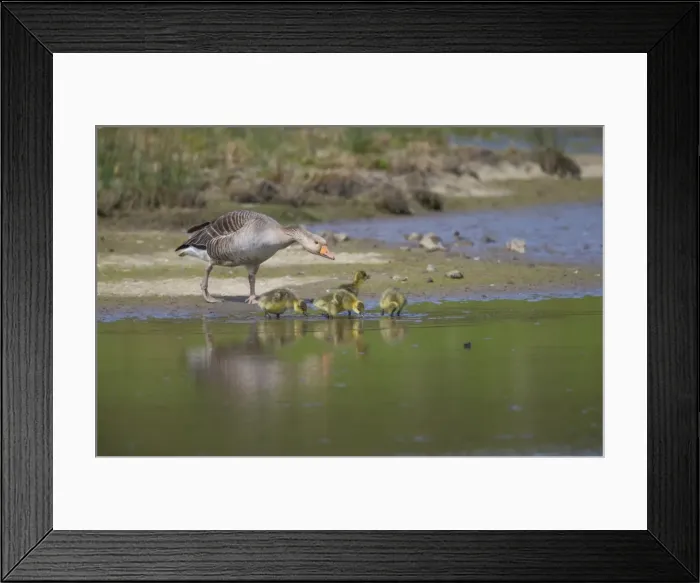 Framed Print : Greylag Goose (Anser anser), Tyneside, England, United Kingdom, Europe Framed Print : Greylag Goose (Anser anser), Tyneside, England, United Kingdom, Europe