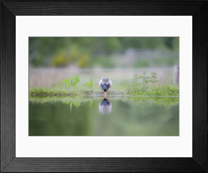 Framed Print : Mallard (Anas platyrhnchos), Scottish Highlands, Scotland, United Kingdom, Europe Framed Print : Mallard (Anas platyrhnchos), Scottish Highlands, Scotland, United Kingdom, Europe