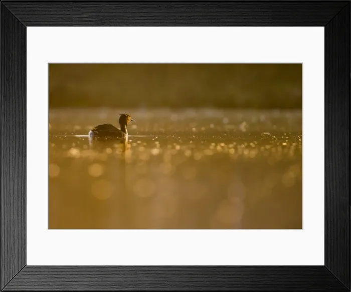 Framed Print : Great Crested Grebe, Podiceps cristatus), Newcastle, United Kingdom, Europe Framed Print : Great Crested Grebe, Podiceps cristatus), Newcastle, United Kingdom, Europe