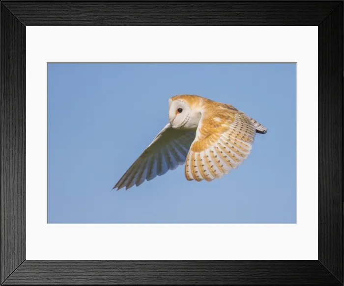 Framed Print : Barn Owl (Tyto Alba), Northumberland, United Kingdom, Europe Framed Print : Barn Owl (Tyto Alba), Northumberland, United Kingdom, Europe
