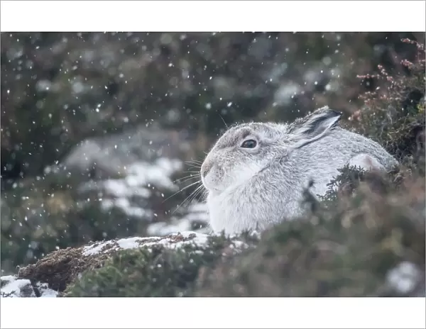 Mountain hare (Lepus timidus), Scottish Highlands, Scotland, United Kingdom, Europe