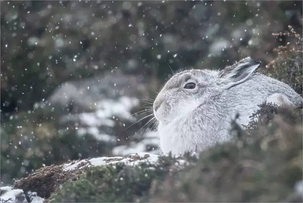 Mountain hare (Lepus timidus), Scottish Highlands, Scotland, United Kingdom, Europe