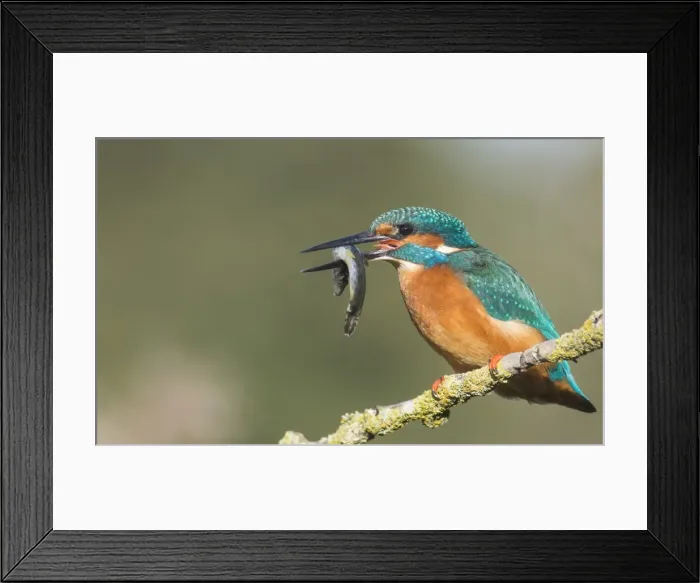 Framed Print : Kingfisher (Alcedo atthis), Yorkshire, England, United Kingdom, Europe Framed Print : Kingfisher (Alcedo atthis), Yorkshire, England, United Kingdom, Europe