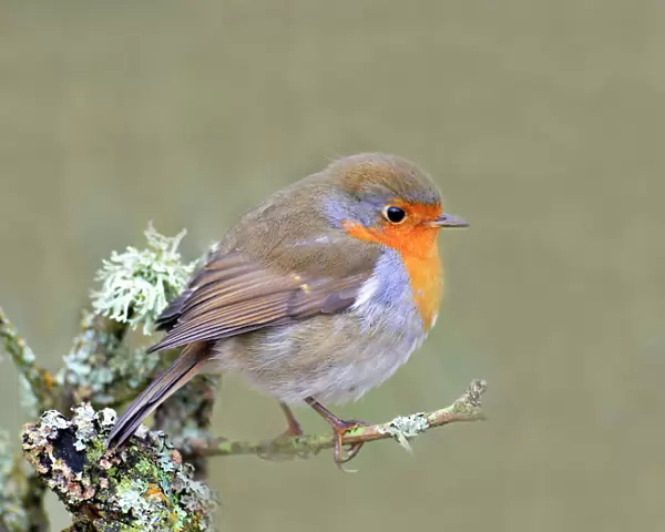Robin (Erithacus rubecula), Lake District, Cumbria, England, United Kingdom, Europe