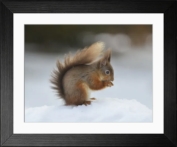 Framed Print : Red squirrel (Sciurus vulgaris), North Pennines, England, United Kingdom, Europe Framed Print : Red squirrel (Sciurus vulgaris), North Pennines, England, United Kingdom, Europe