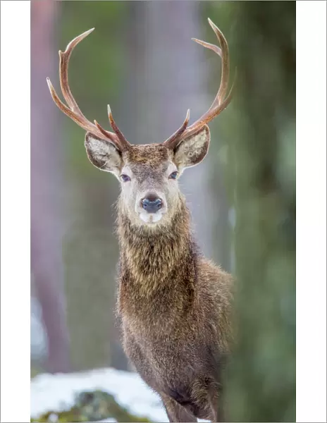 Red deer stag (Cervus elaphus), Scottish Highlands, Scotland, United Kingdom, Europe