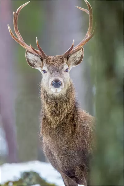 Red deer stag (Cervus elaphus), Scottish Highlands, Scotland, United Kingdom, Europe