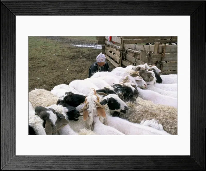 Framed Print : Sheep, Ovorkanghai province Framed Print : Sheep, Ovorkanghai province