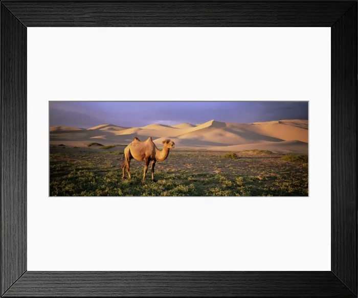 Framed Print : Camel at the Khongryn dunes Framed Print : Camel at the Khongryn dunes