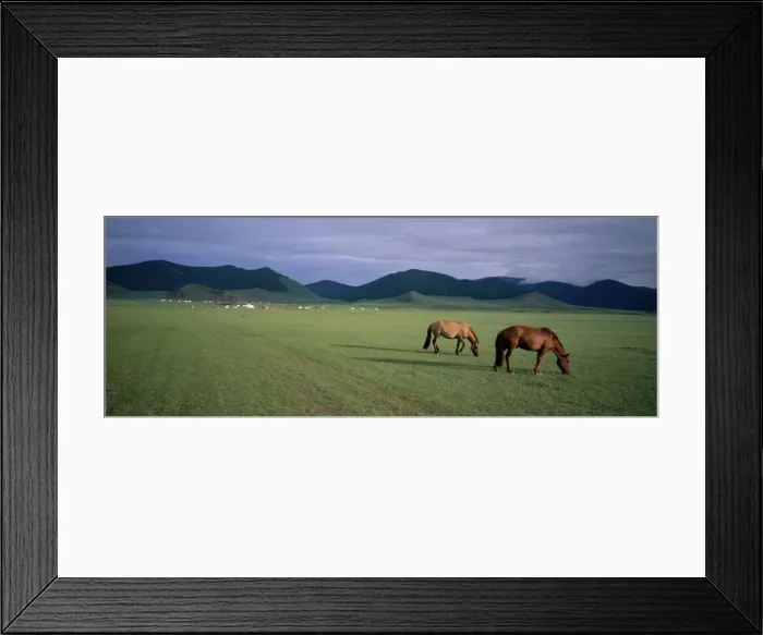 Framed Print : Horses grazing in Orkhon valley Framed Print : Horses grazing in Orkhon valley