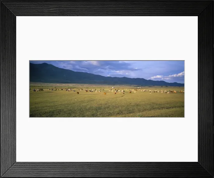 Framed Print : Goats and cattle Framed Print : Goats and cattle