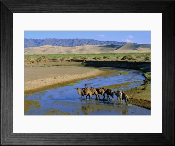 Framed Print : Camel caravan Framed Print : Camel caravan