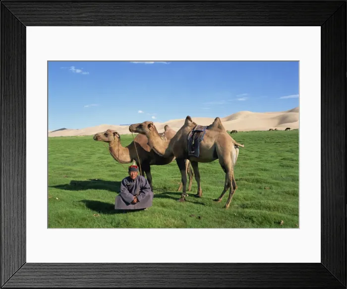 Framed Print : Man in traditional clothing with two camels from a camel caravan Framed Print : Man in traditional clothing with two camels from a camel caravan