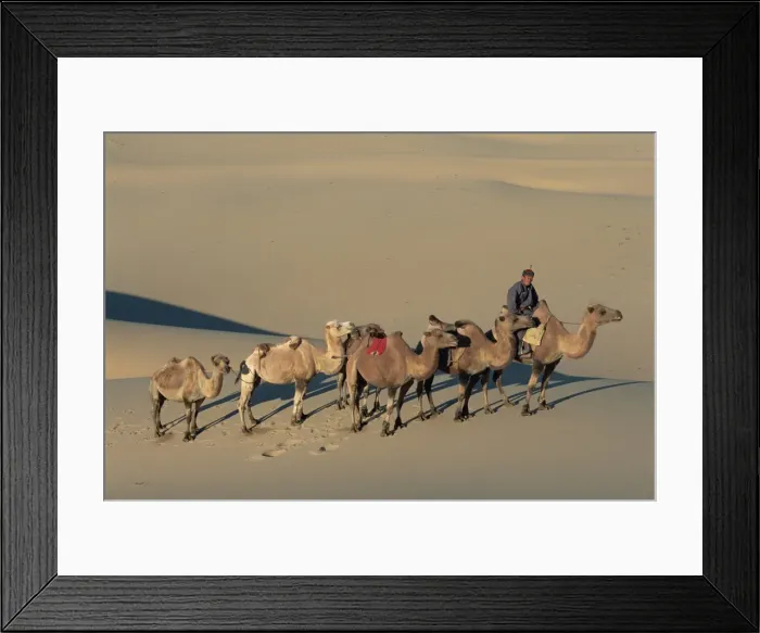 Framed Print : Camel caravan Framed Print : Camel caravan