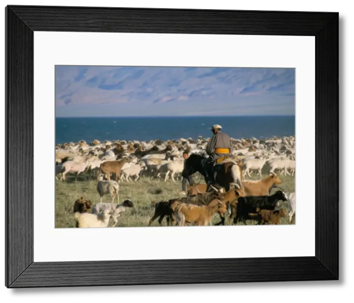 Framed Print : Rounding up flocks Framed Print : Rounding up flocks