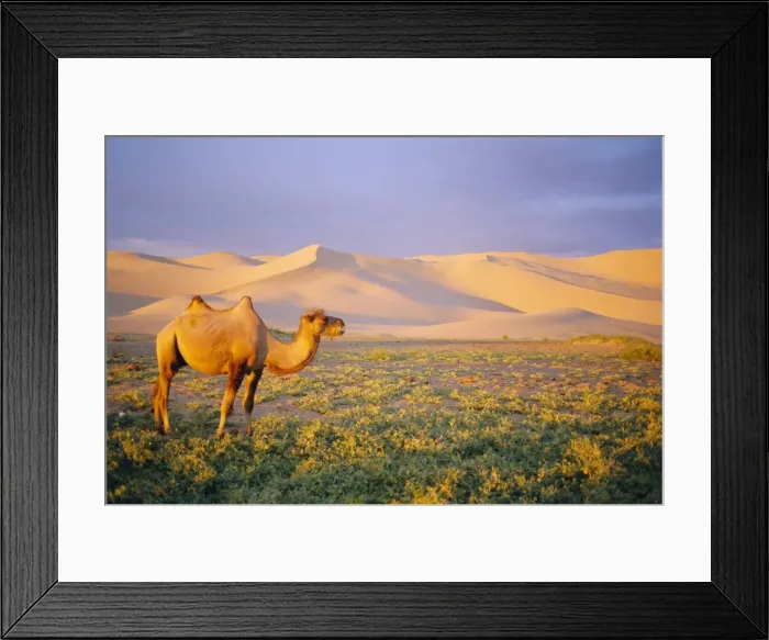 Framed Print : Camel, Gobi Desert National Park Framed Print : Camel, Gobi Desert National Park