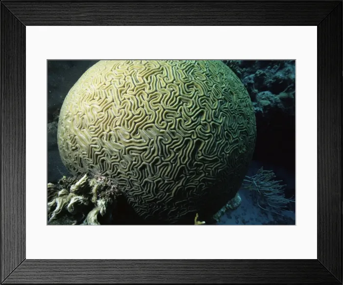 Framed Print : Brain coral Framed Print : Brain coral