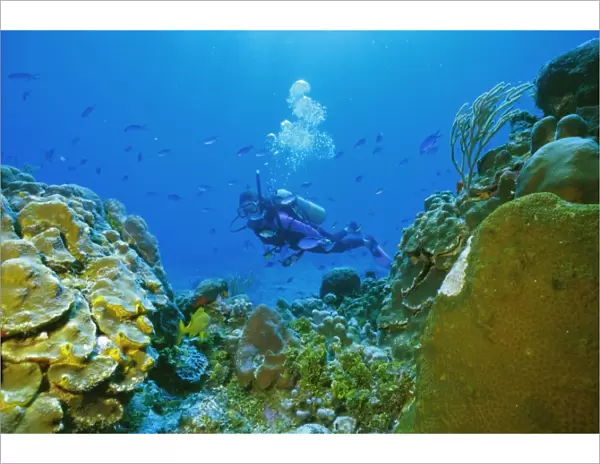 Underwater diver and corals