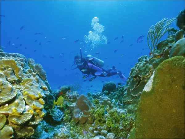 Underwater diver and corals