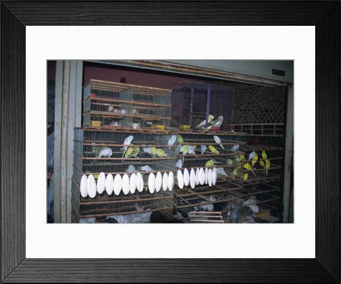 Framed Print : Budgerigars for sale Framed Print : Budgerigars for sale