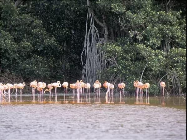 Flamingos, Celestun National Wildlife Refuge