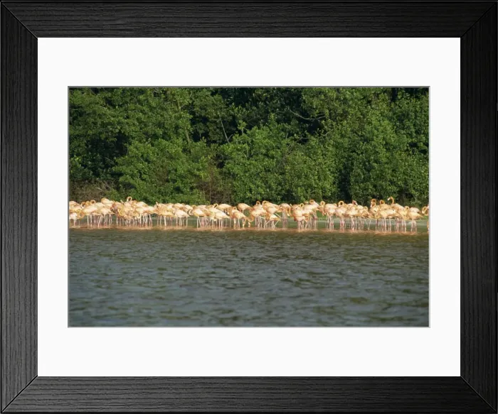 Framed Print : Flamingos, Celestun National Wildlife Regufe Framed Print : Flamingos, Celestun National Wildlife Regufe