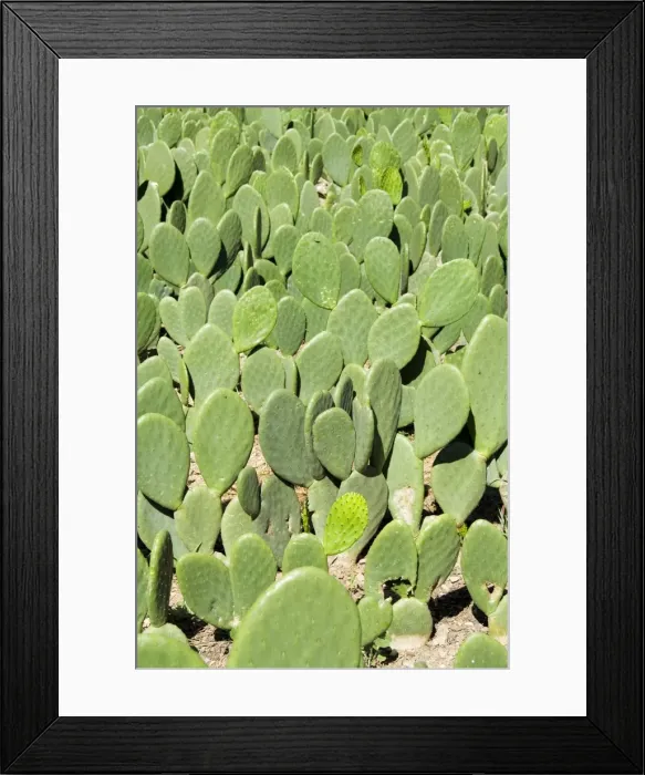 Framed Print : Pads of cactus used to raise the cochineal beetle for making red dye Framed Print : Pads of cactus used to raise the cochineal beetle for making red dye
