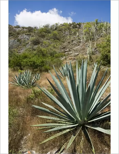Agave cactus for making Mezcal