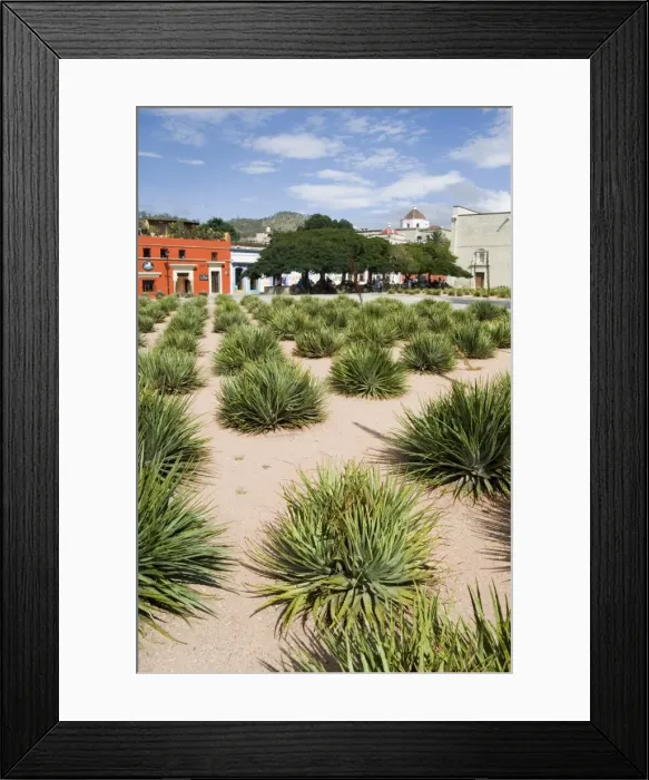 Framed Print : Agave plants used for making Mezcal Framed Print : Agave plants used for making Mezcal