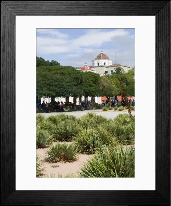 Framed Print : Agave plants used for making Mezcal Framed Print : Agave plants used for making Mezcal