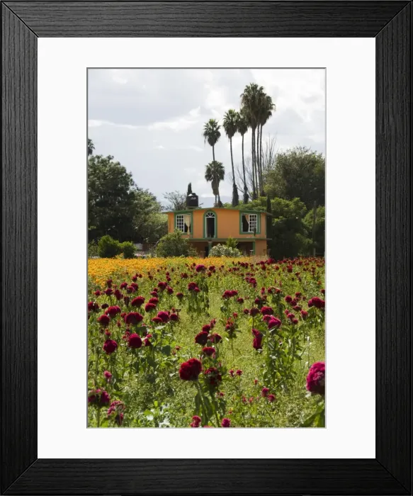 Framed Print : Flowers grown for the Day of the Dead Framed Print : Flowers grown for the Day of the Dead