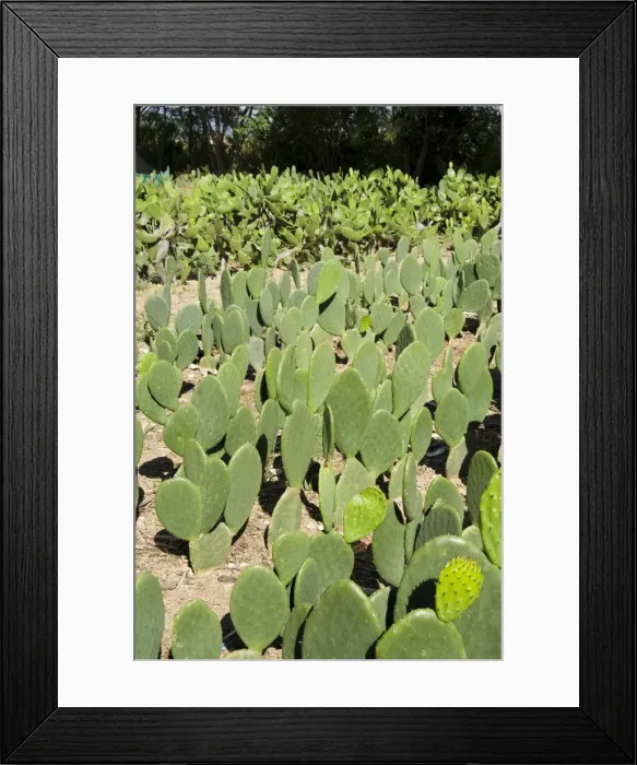 Framed Print : Cactus used to raise the Cochineal beetle for making red dye Framed Print : Cactus used to raise the Cochineal beetle for making red dye