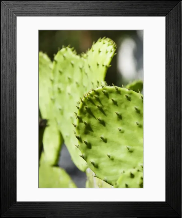 Framed Print : Pad of cactus used to raise the Cochineal beetle for making red dye Framed Print : Pad of cactus used to raise the Cochineal beetle for making red dye