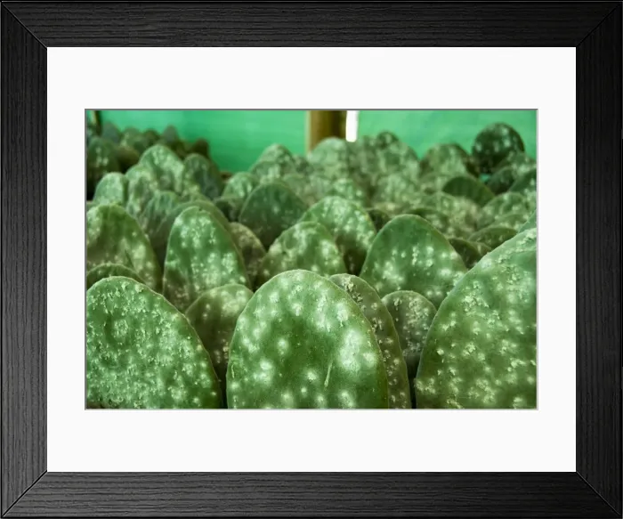 Framed Print : Infested pads of cactus used to raise the Cochineal Framed Print : Infested pads of cactus used to raise the Cochineal