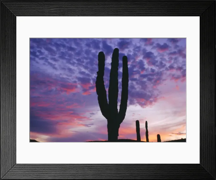 Framed Print : Cactus at sunset Framed Print : Cactus at sunset