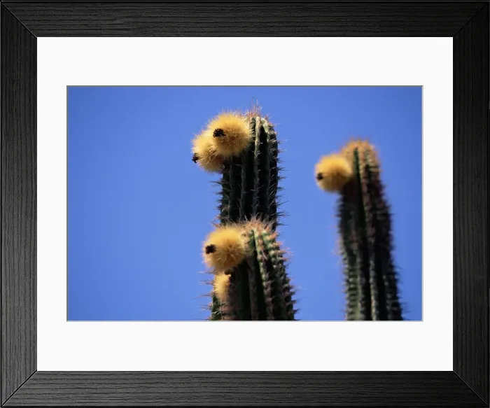 Framed Print : Close-up of faces of cacti (cactus) plants Framed Print : Close-up of faces of cacti (cactus) plants