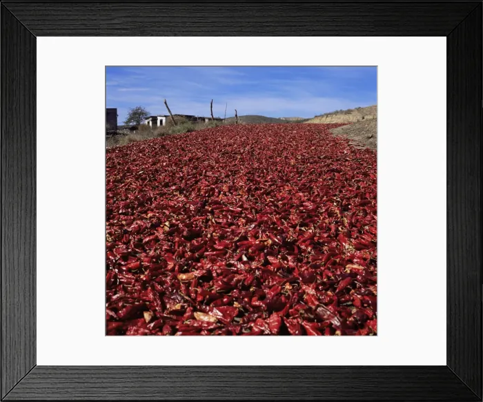 Framed Print : Chilli peppers drying next to Highway 1 Framed Print : Chilli peppers drying next to Highway 1
