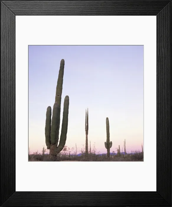 Framed Print : Cactus plants after sunset Framed Print : Cactus plants after sunset