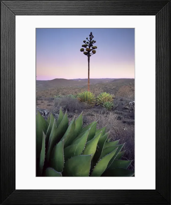 Framed Print : Landscape and century plant Framed Print : Landscape and century plant
