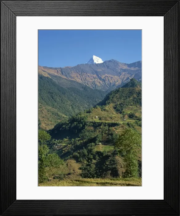 Framed Print : Tip of Annapurna South above terraced hills Framed Print : Tip of Annapurna South above terraced hills