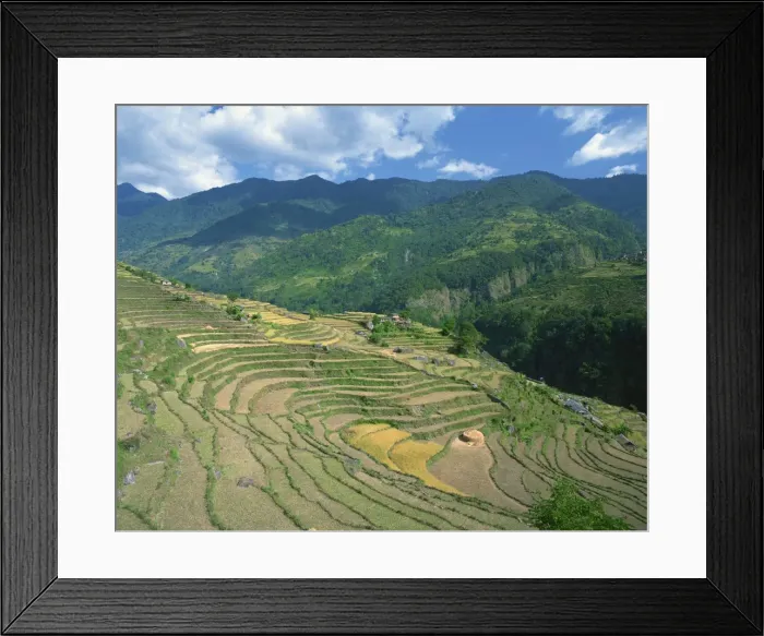 Framed Print : Terraced fields at rice harvest time in Annapurna District in Nepal Framed Print : Terraced fields at rice harvest time in Annapurna District in Nepal