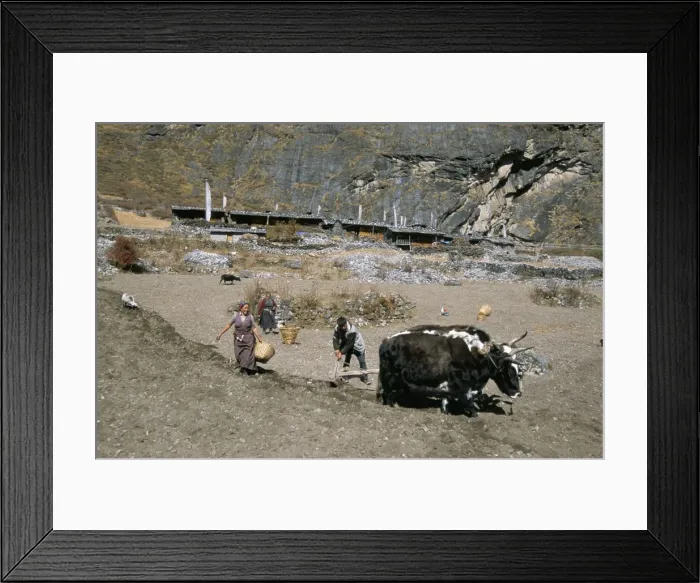 Framed Print : Ploughing potato fields with yaks below old Langtang village Framed Print : Ploughing potato fields with yaks below old Langtang village