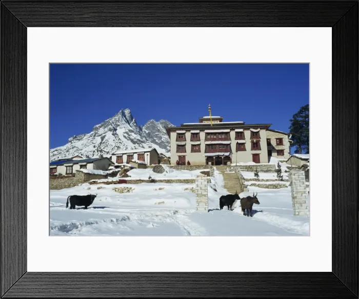 Framed Print : Yaks in the snow outside Tengboche monastery in Framed Print : Yaks in the snow outside Tengboche monastery in