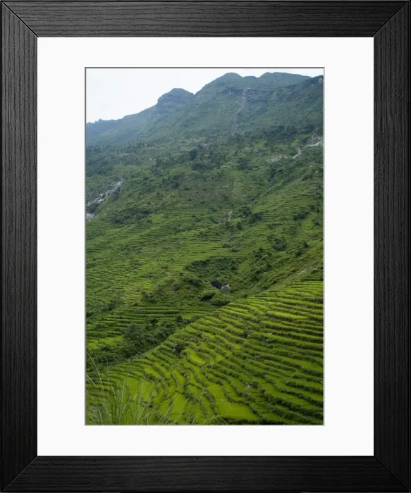 Framed Print : Rice fields