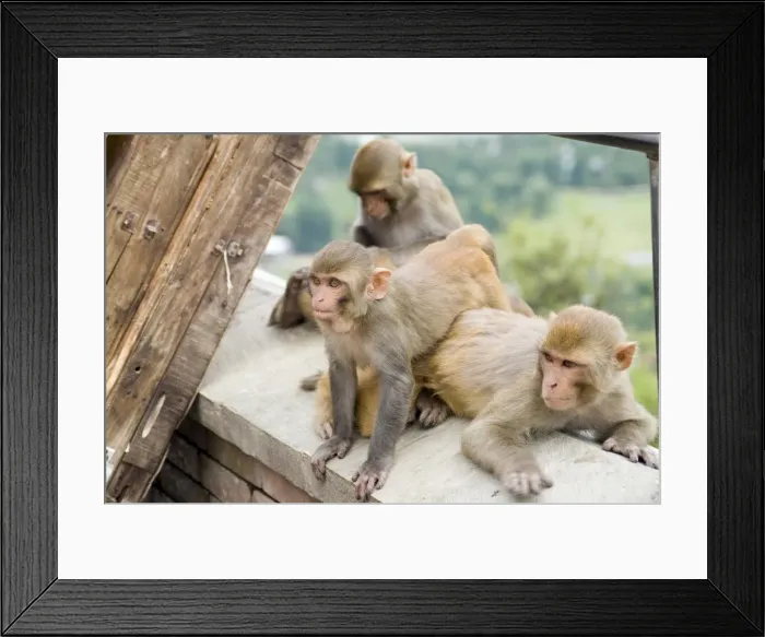 Framed Print : Swayambhunath (Monkey Temple) Framed Print : Swayambhunath (Monkey Temple)