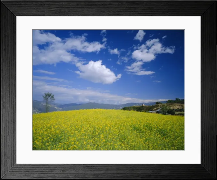 Framed Print : Mustard fields in winter near Nagarkot Framed Print : Mustard fields in winter near Nagarkot