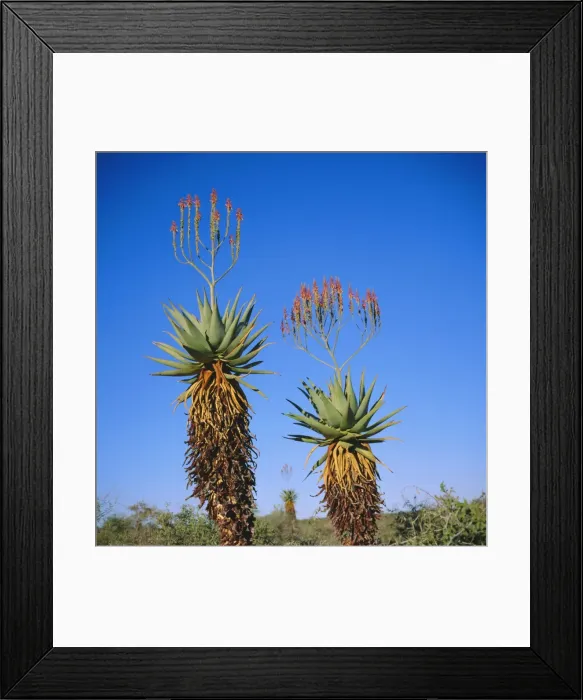 Framed Print : Aloe species in the desert on the border of Botswana and Namibia Framed Print : Aloe species in the desert on the border of Botswana and Namibia