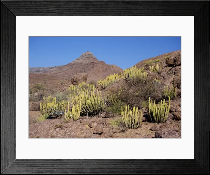 Framed Print : Euphorbias on red granite
