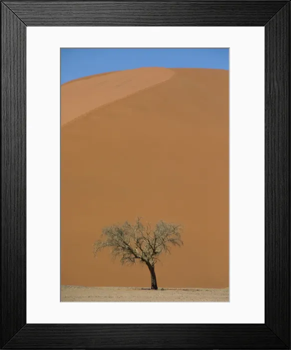 Framed Print : Lone acacia tree against huge sand dune Framed Print : Lone acacia tree against huge sand dune