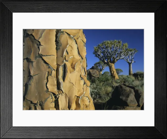 Framed Print : Quivertrees (kokerbooms) in the Quivertree Forest (Kokerboomwoud) Framed Print : Quivertrees (kokerbooms) in the Quivertree Forest (Kokerboomwoud)